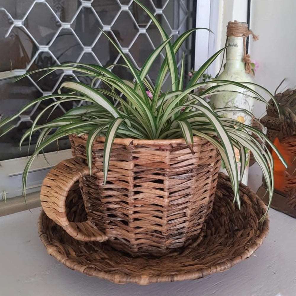 Wicker Cup & Saucer Planter for small plants and Hamper