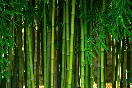 Bamboo slivered into thin strips before weaving