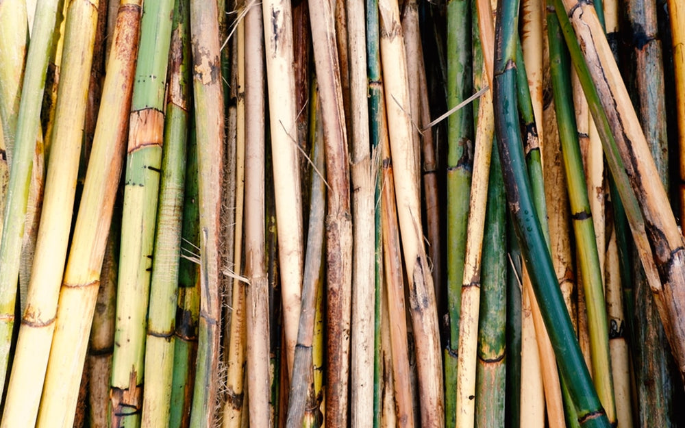 A bundle of cut cane stems in green and straw tones stacked upright
