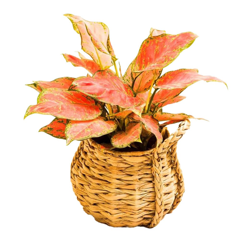 Desktop Planter - Asama Enterprise