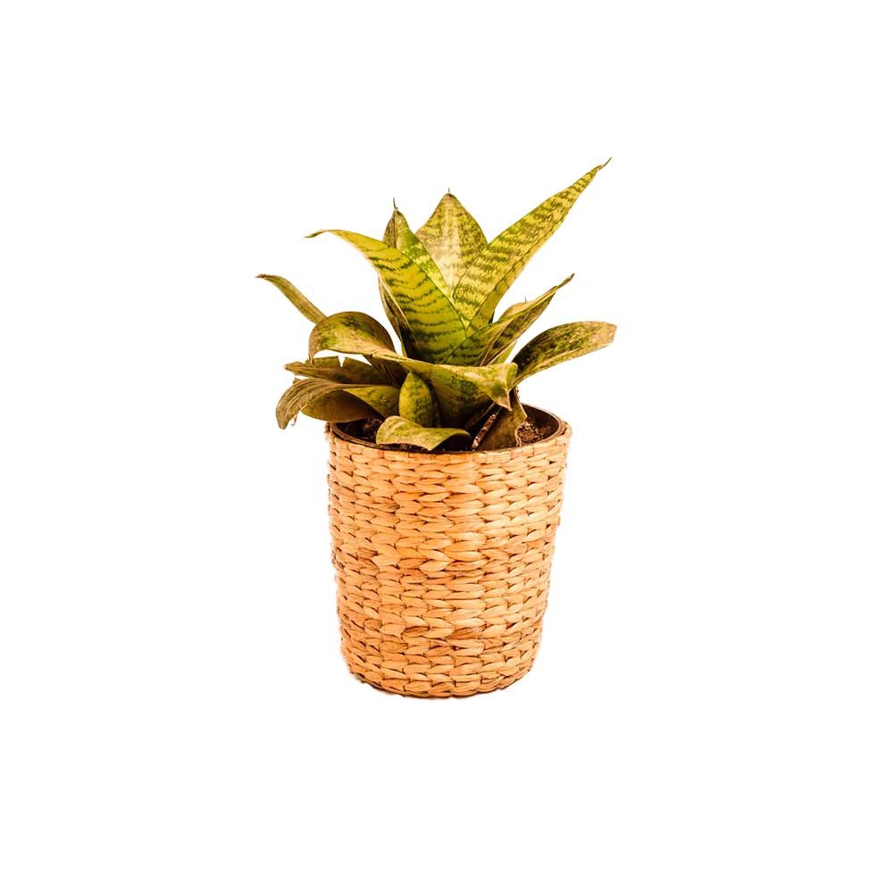Office Desktop Planter - Asama Enterprise