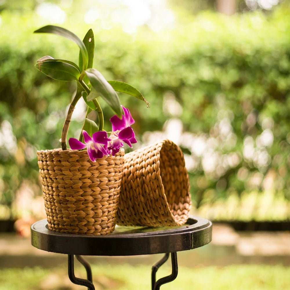 Office Desktop Planter - Asama Enterprise