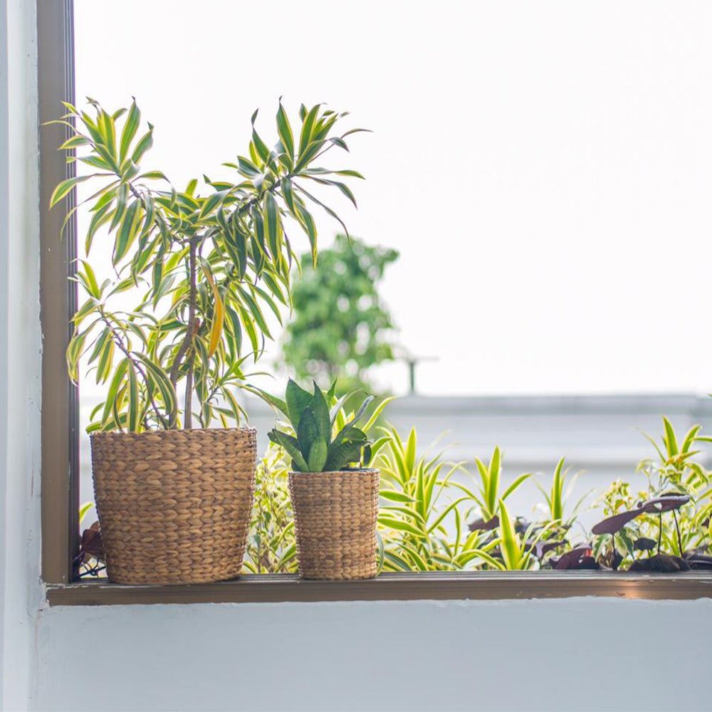 Office Desktop Planter - Asama Enterprise