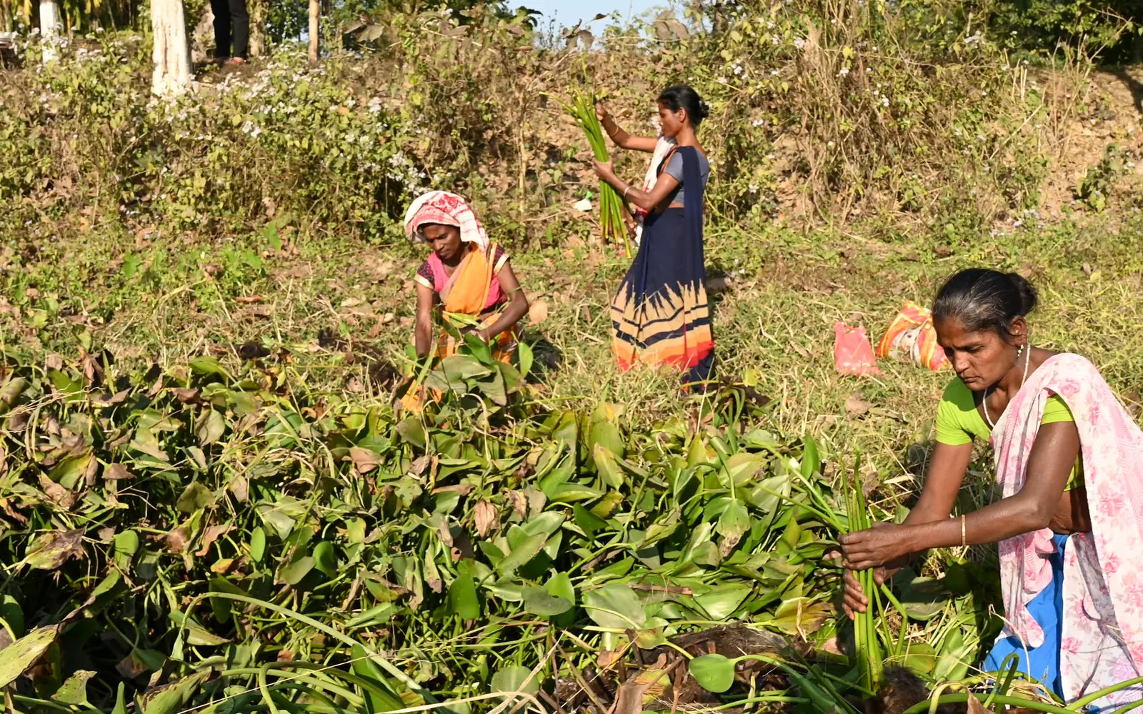Women of Alimur pulling water hyacinth out of a water body by hand