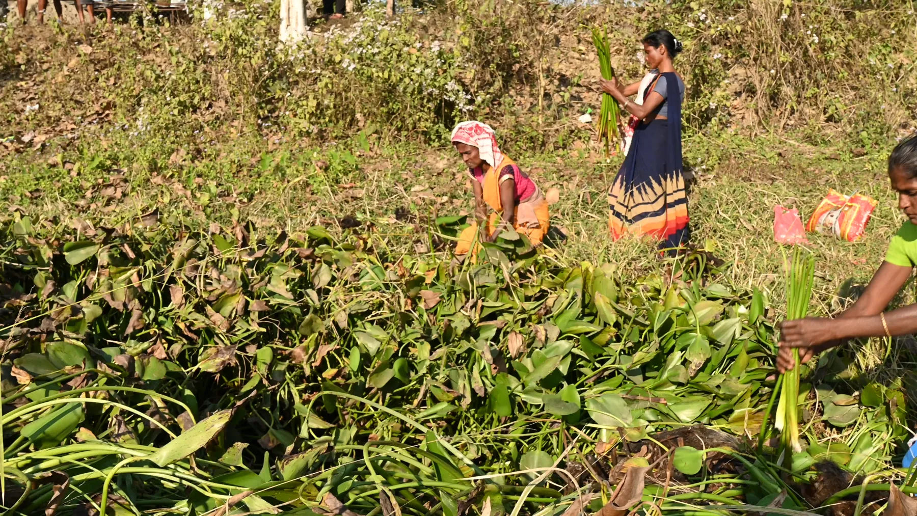 Women of Alimur working along a bank thick with water hyacinth